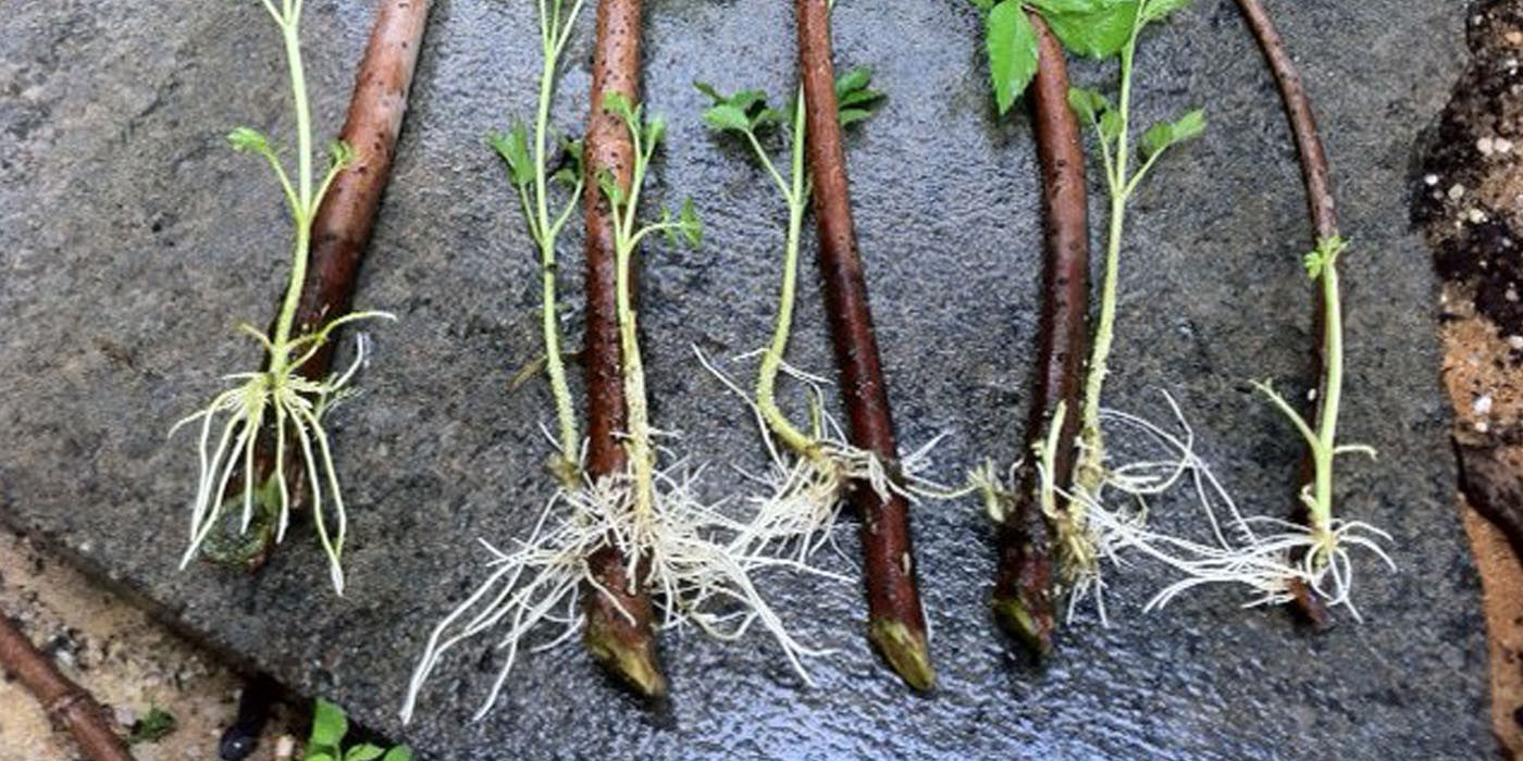 How to Root Elderberry Cuttings