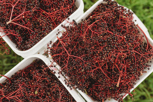 What are Anthocyanins?