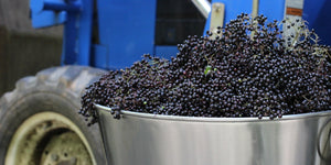 News From Our Elderberry Farms