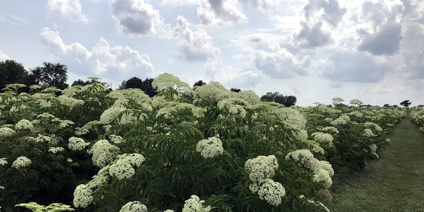 Elderberry, Andrew and His Bees