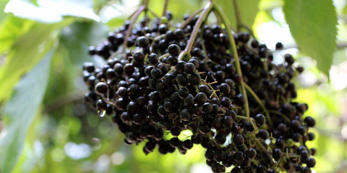 Norm's Farms Passion for Growing The Pure American Black Elderberry