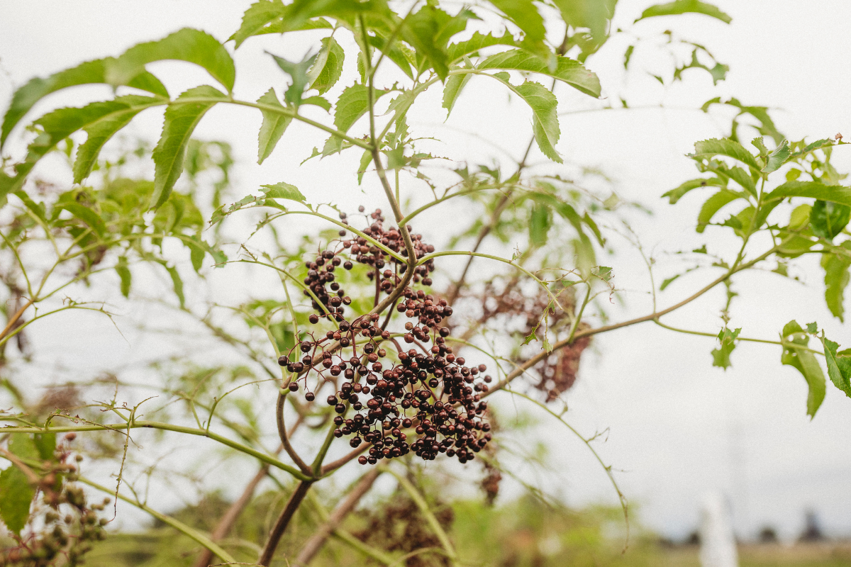 Is the American Elderberry poisonous?