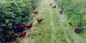 News From the Family Farm-June 2015