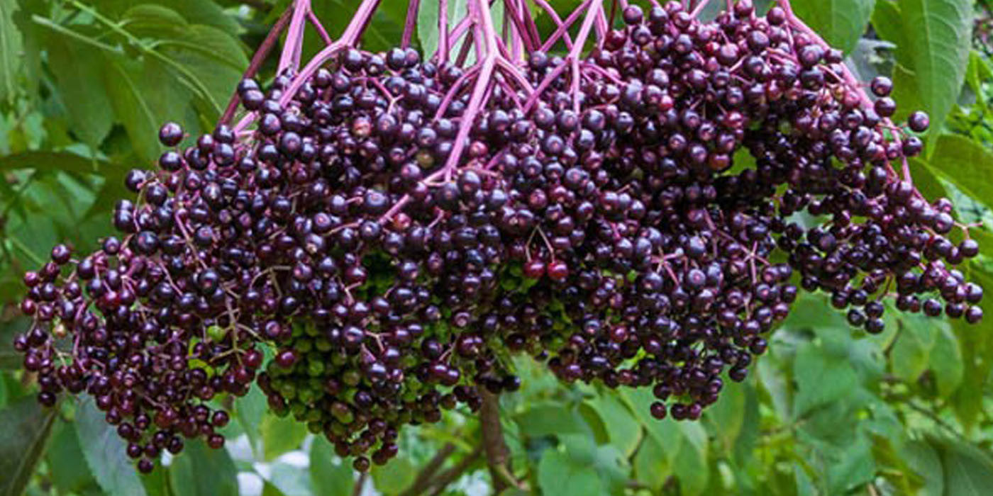 When Are Elderberries Ripe?