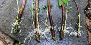 How to Root Elderberry Cuttings